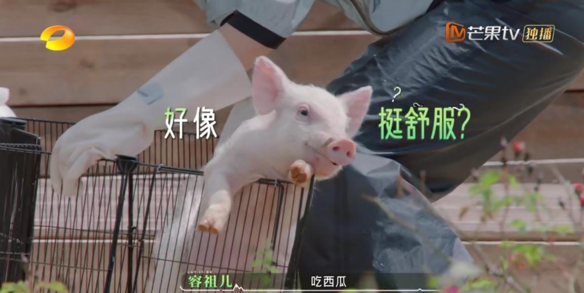 武艺|明星真喜欢农村吗?武艺无意间的一句话,揭开综艺扎堆农村的原因