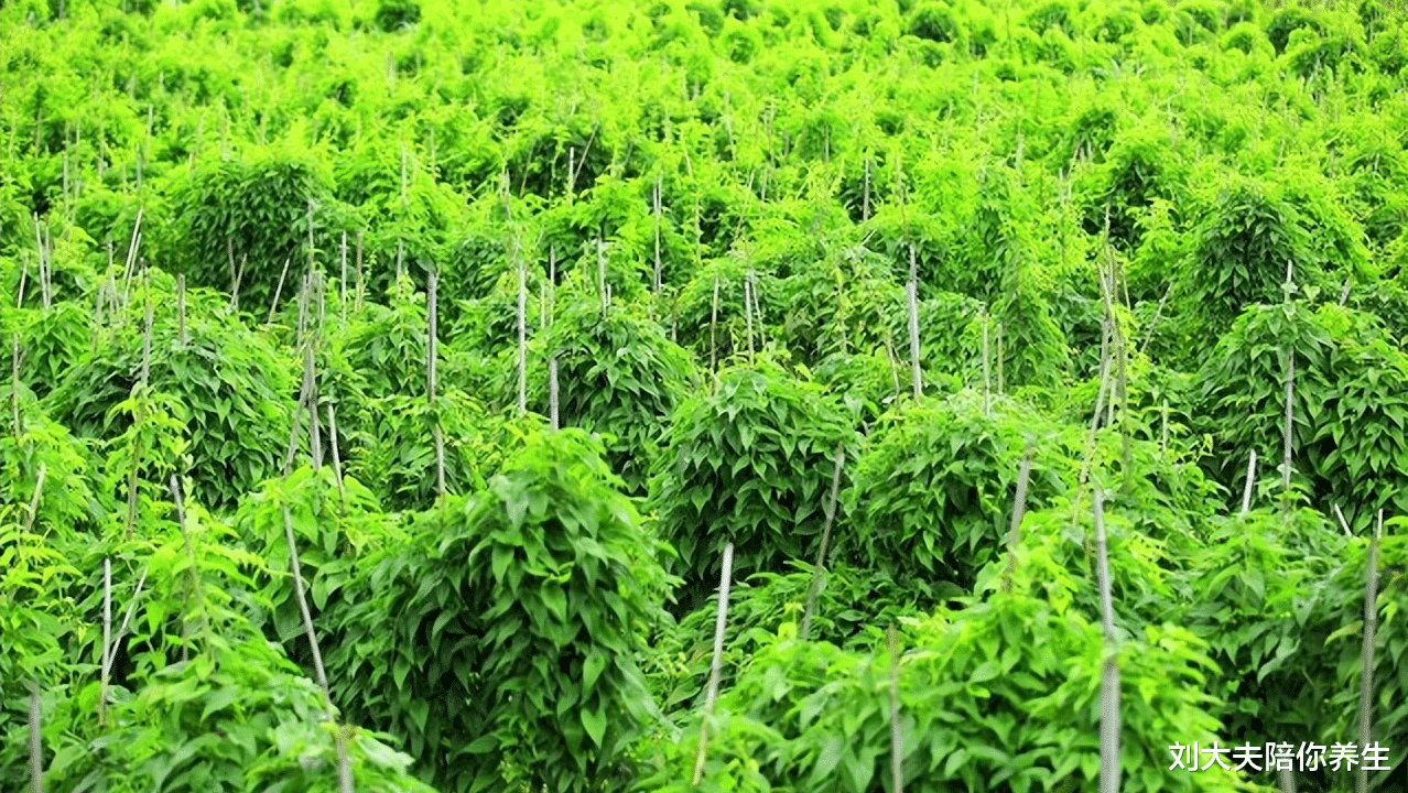 山药|一味药脾、肺、肾皆可补,大人小孩都能吃,健脾胃、辅助降血糖