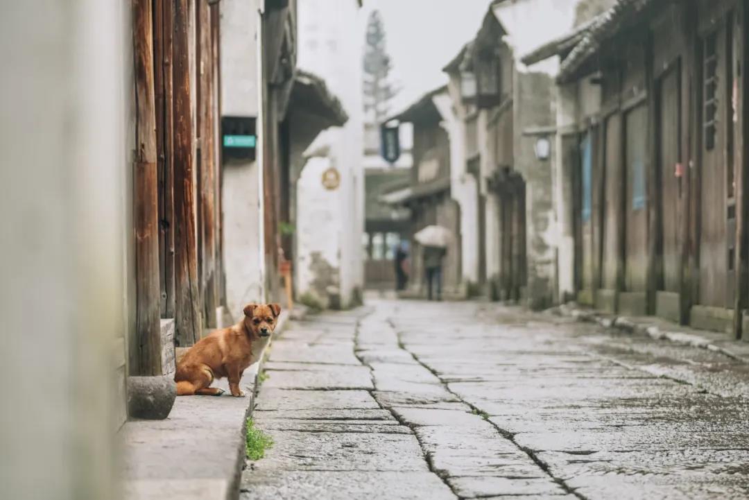 乌镇|慢下来！来一场说走就走的旅行 来体验一下浙江这个不一样的小镇