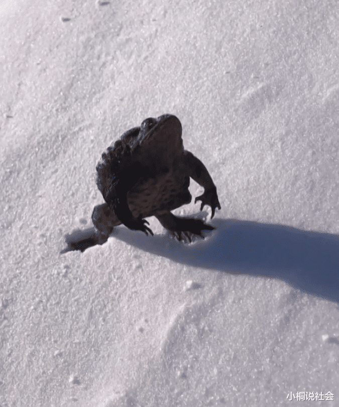 吉林女子零下20度冬捕捞出蛤蟆，蹦跶两下冻成雕塑，放水里又活了