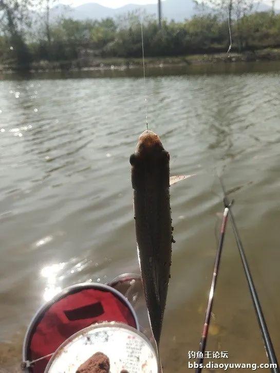 鳑鲏|也只有这样的一种静