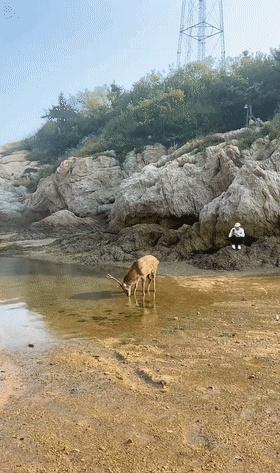 大连|跟钓鱼人有仇?大连市区频现野生梅花鹿,多名钓鱼人被拱