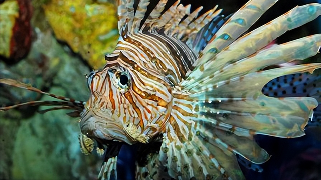 吊打巨齿鲨的海怪真的存在么?细数深海中8个最可怕的海洋生物