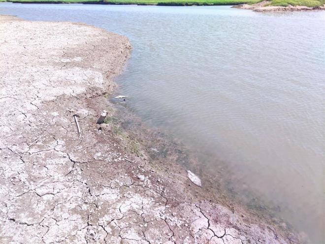 直击洞庭湖旱灾：湖床变成广袤草原，大量鱼类被困死亡