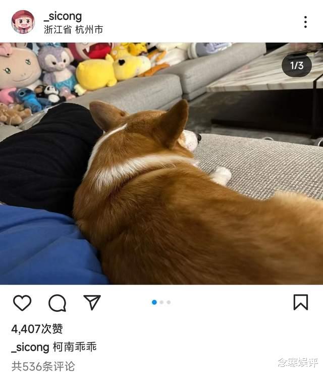 王思聪|王思聪定位杭州没出国，晒出家中爱犬和公仔，似乎在迎接孩子出生