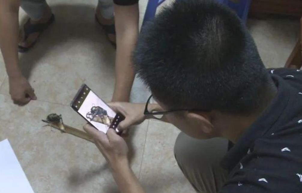 浙江小伙捡到1只甲虫,有人想花31万收购,小伙咬牙拒绝后很庆幸