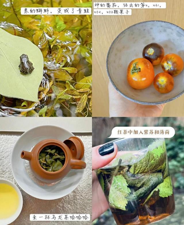 |孙俪的“豪宅”火了，院内摘菜，体验生活，粗茶淡饭，乐在其中