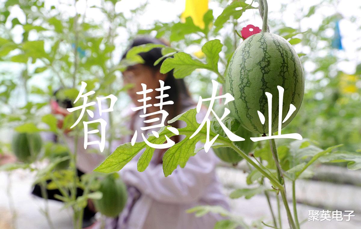 智慧农业科研成果分享:作物表型前沿技术与应用