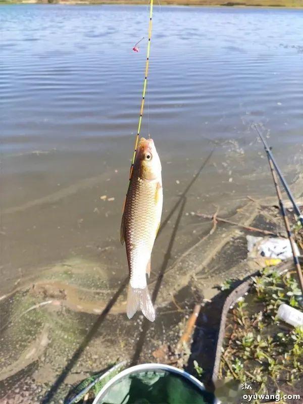 钓鱼|与天斗与人斗，斗智斗勇。今晚吃鱼终吃鱼