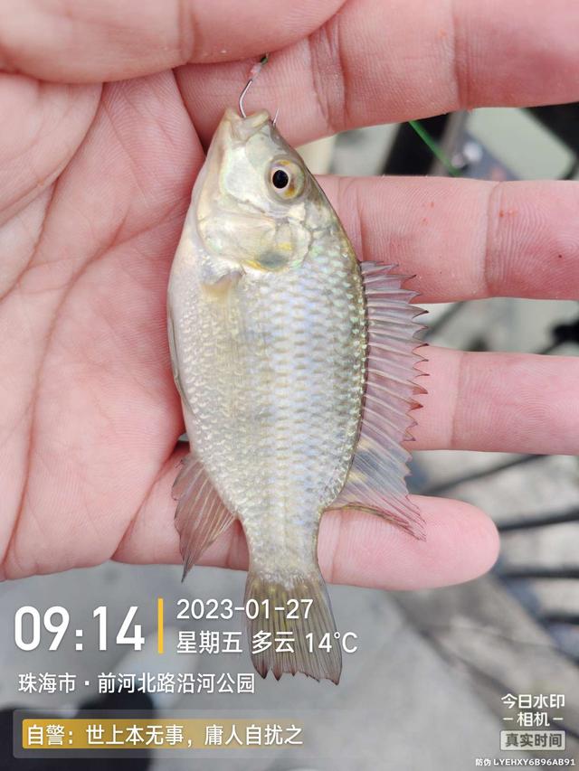 |老地方新收获!“老情人”终究禁不住念叨