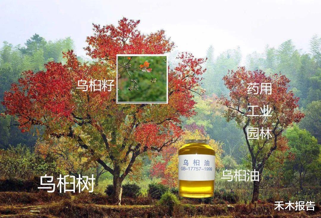 以前见到这种树就怕,却不知它价值很高,全身都是宝,不妨认识下