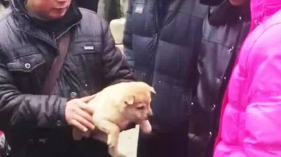 老大爷含泪卖狗,20元一条,结果遭路人冷嘲热讽,网友:火冒三丈