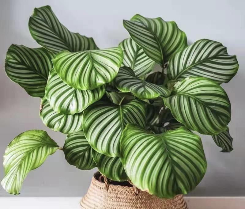 高颜值,好养护的“8种绿植”,提高客厅档次,家居装饰必备