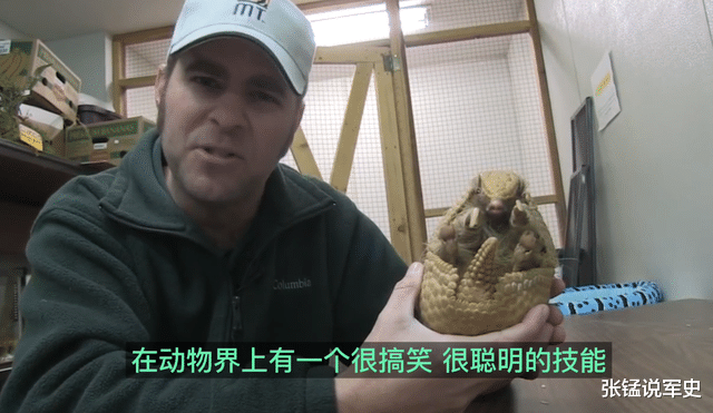 外壳能挡子弹的犰狳,被人类吃得差点灭绝,为啥现在却谈之色变?