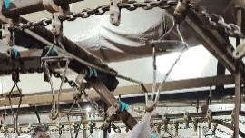 看看这娴熟的剥鸭技巧