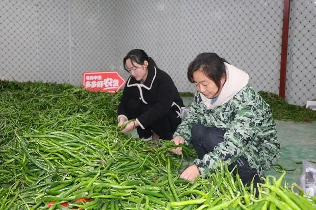 蓝湖资本|新电商时代图景:人才“下乡”,农货“进城”