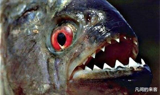 食人鱼如此可怕，为什么没有在亚马逊河泛滥