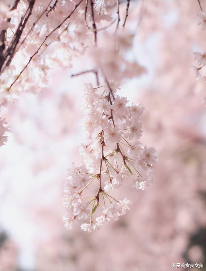 美丽|“层层围珠玑，团团锦绣簇”：青龙寺的樱花开了！
