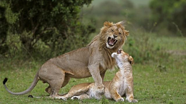 动物交配仅仅是为了繁衍后代吗？不，其实它们也是为了“快乐”