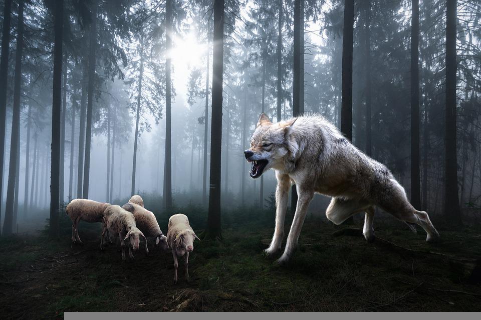 |三分天注定七分靠选择,身在职场,你是狼还是羊