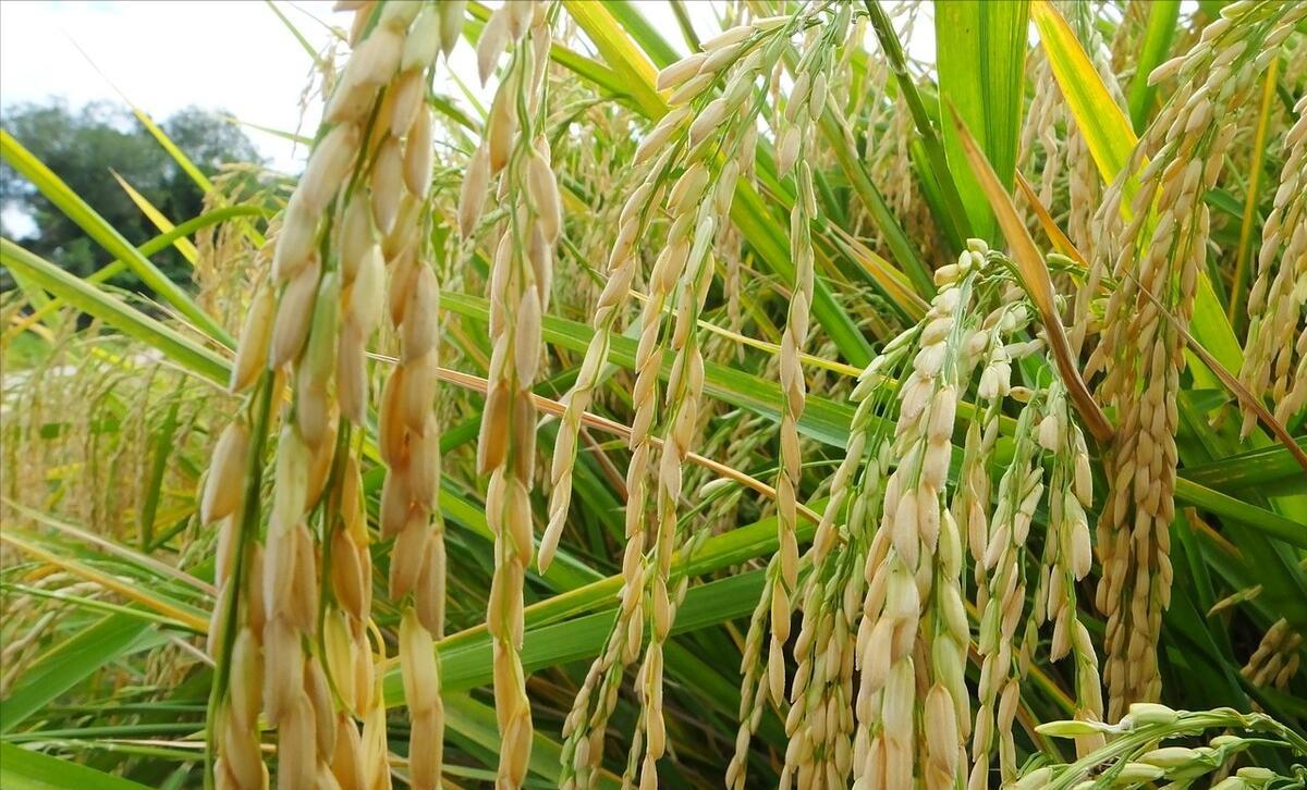 发现高产又好吃的水稻基因,基因工程能为粮食安全注入新动力吗?