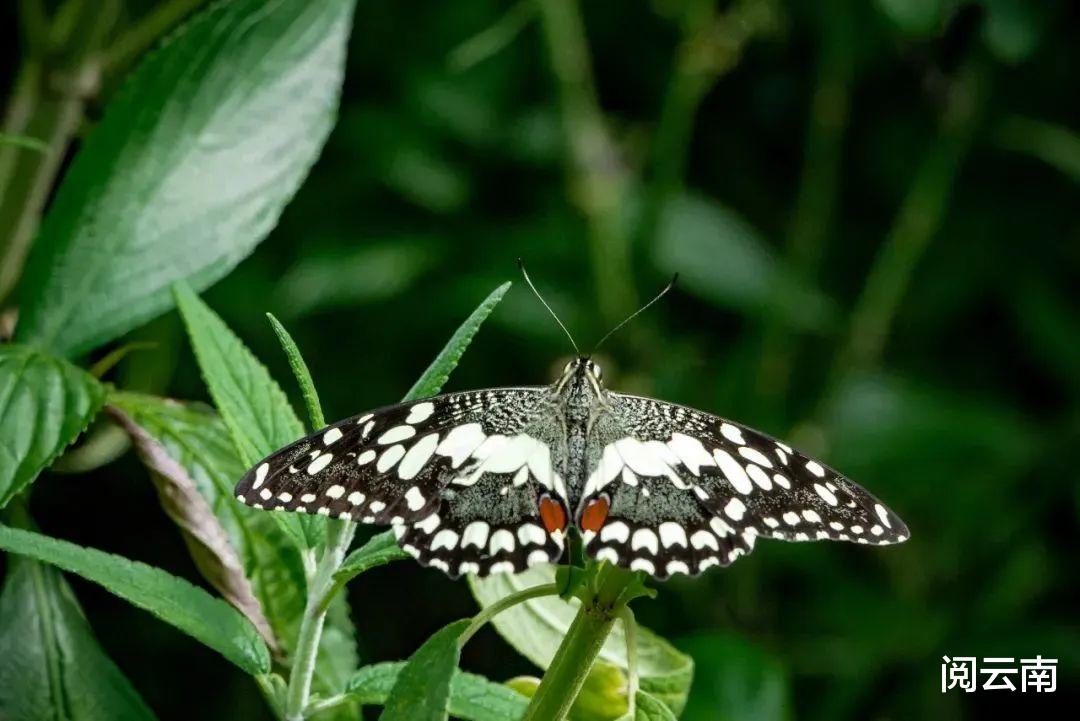 |大理热门旅游行程：自驾洱海西线和东线，赏瑰丽“海村风光”