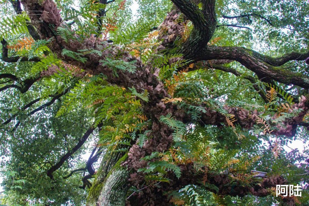 |邂逅马金溪畔汉唐香府，最让我惊艳的竟然这种长势茂密的流氓植物
