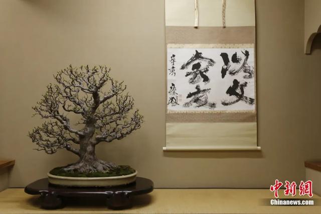 日本盆栽大师小林国雄:“小盆栽”如何蕴藏“大世界”
