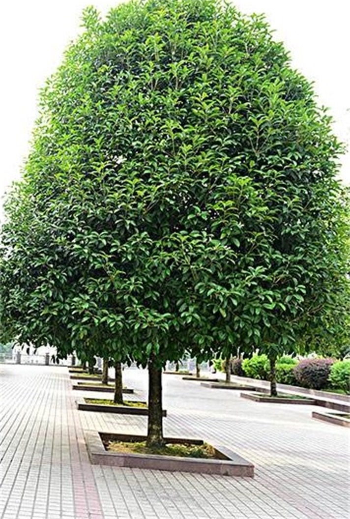 季节错了吗？春或秋，马尾桂树