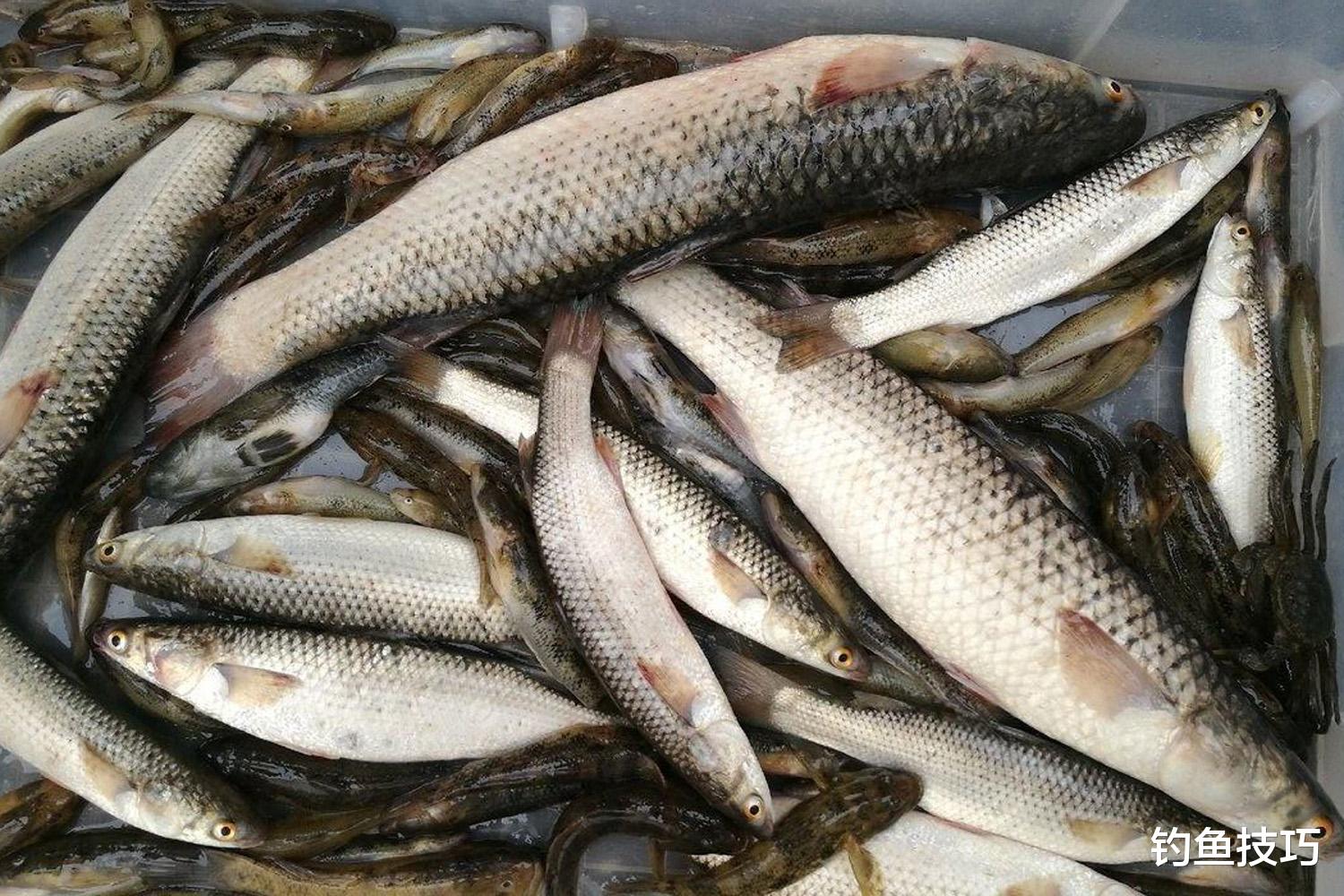 海钓|六月开始钓鲻鱼,有哪些垂钓技巧?钓鲻鱼的4个窍门