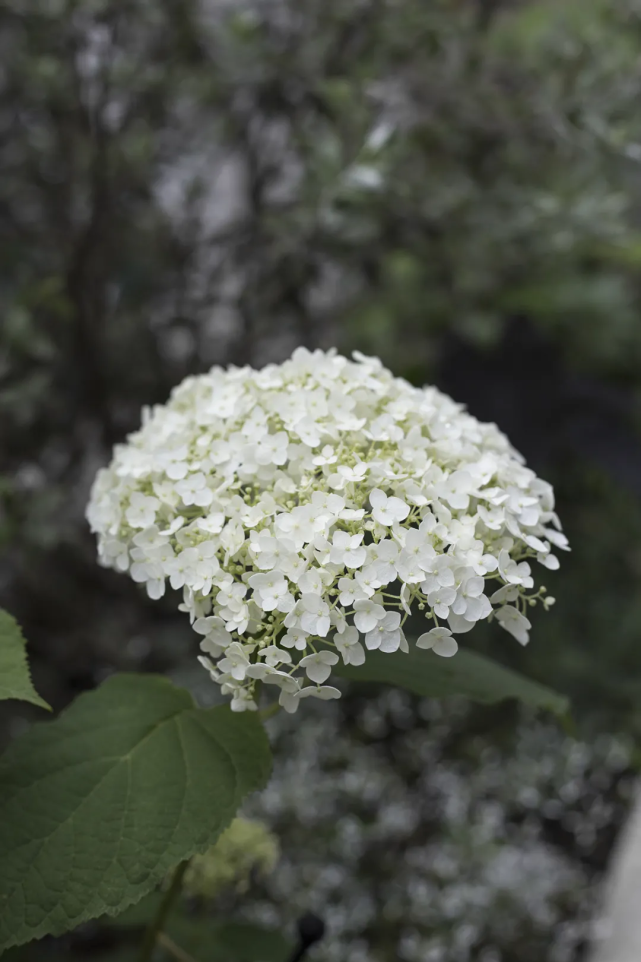 她在四川小城买下双层小楼，坐拥210㎡室内花园！过着神仙般生活