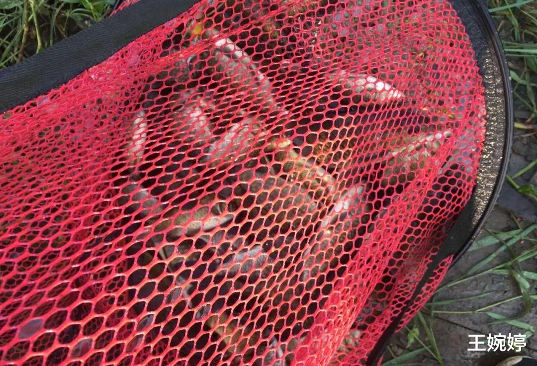 |国庆节打算去钓鱼吗？老钓友提醒别轻易下杆，先看看这份攻略