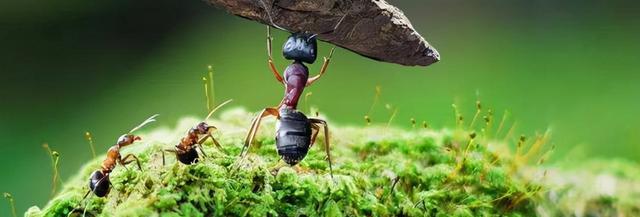 |职场上，你被领导穿小鞋，被同事看不起，你会怎么办？