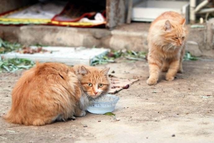 “在冬天，10只流浪猫会有6只死掉！”