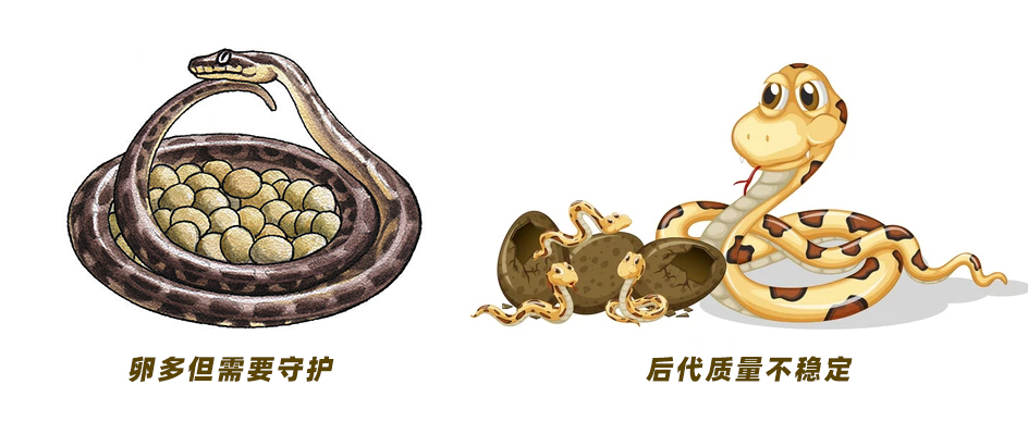 难产、发育不全,明明不占优势,人类为何还要从卵生演化为胎生?