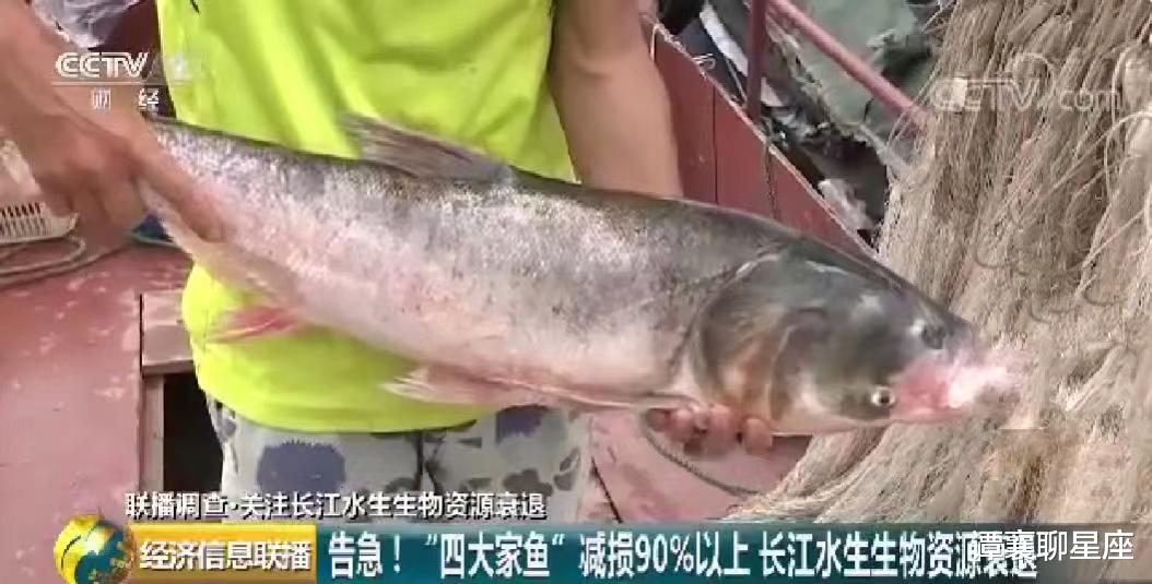 长江的“大试验”:宜都出现大量鱼卵,三峡水库洪峰见成效?