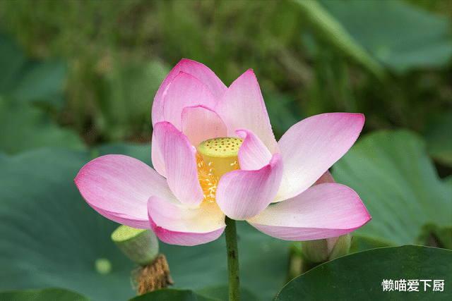 老话“伏天不吃酸,走路打窜窜”,“吃酸”指啥?三伏天别忘了吃