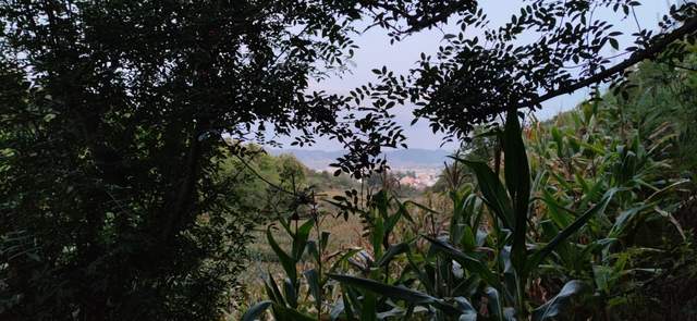 昭通|重走来时的路！云南昭通乐居镇周家口子村散步记