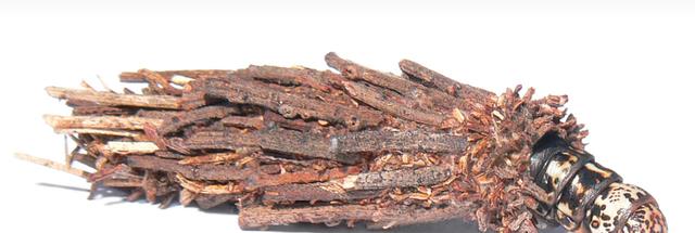 万万想不到！一只小虫子也能拥有非凡的建筑能力，构造还十分讲究