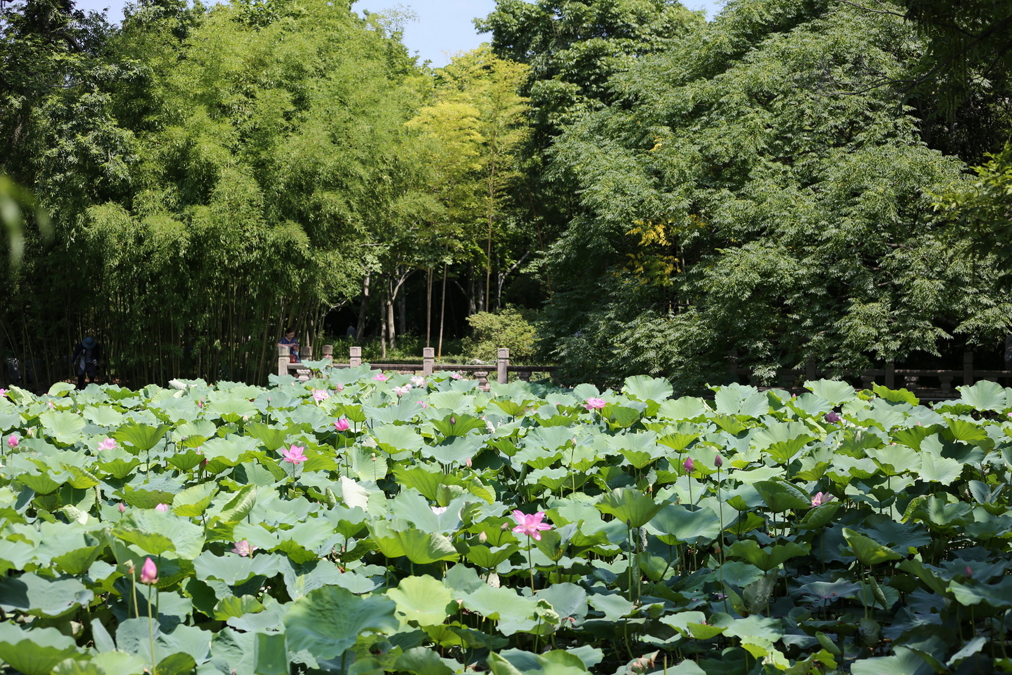 |2022年古猗园的花季夏拍荷花冬赏梅