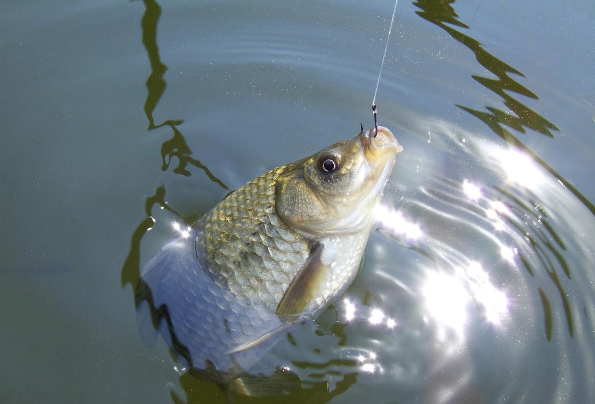 |天热鲫鱼不好钓,熟记这四个技巧,天气再热也能连竿上鱼