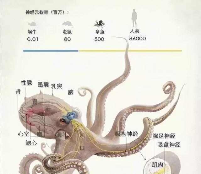 对自己下手太狠!章鱼交配后,有时候会吃掉自己,为何要这么做?