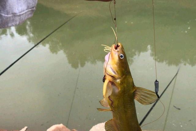 |用蚯蚓钓鱼不注意这五点，鱼再多也不一定钓多鱼