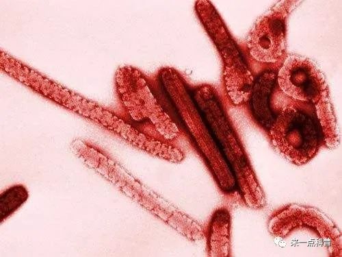 盘点历史上十二种致命病毒(下)