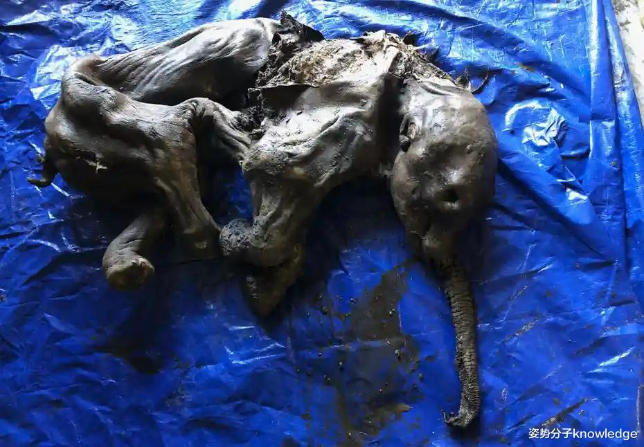 人类真的要小心了!冻土中挖掘出35000年前猛犸象,警惕史前病毒