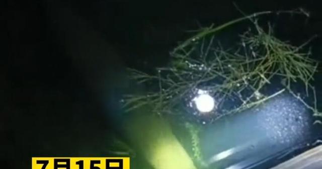 入侵物种?河南云禅湖出现的大鱼,竟是能长3米的北美鳄雀鳝?