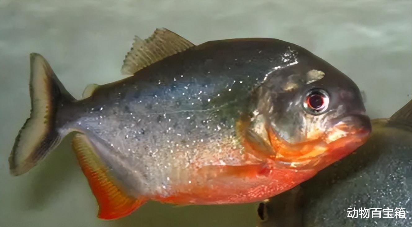 残忍凶悍的食人鱼，为何没有称霸亚马逊河？里面有什么让它害怕？