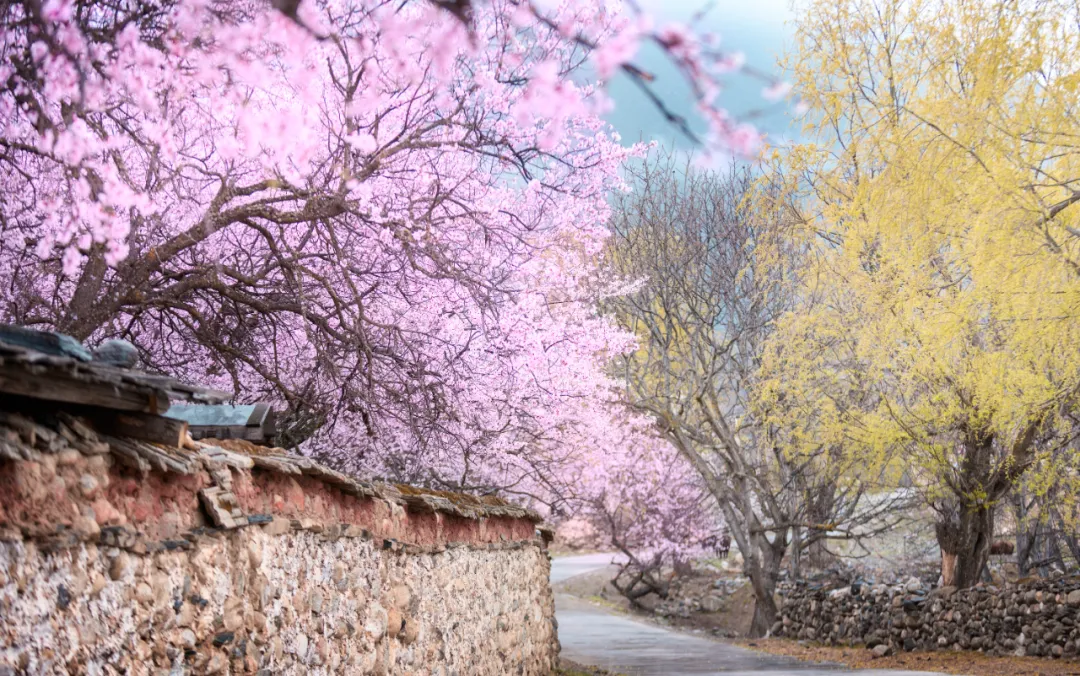 林芝|错过三月的林芝，你就错过了2022年中国最美的春天！