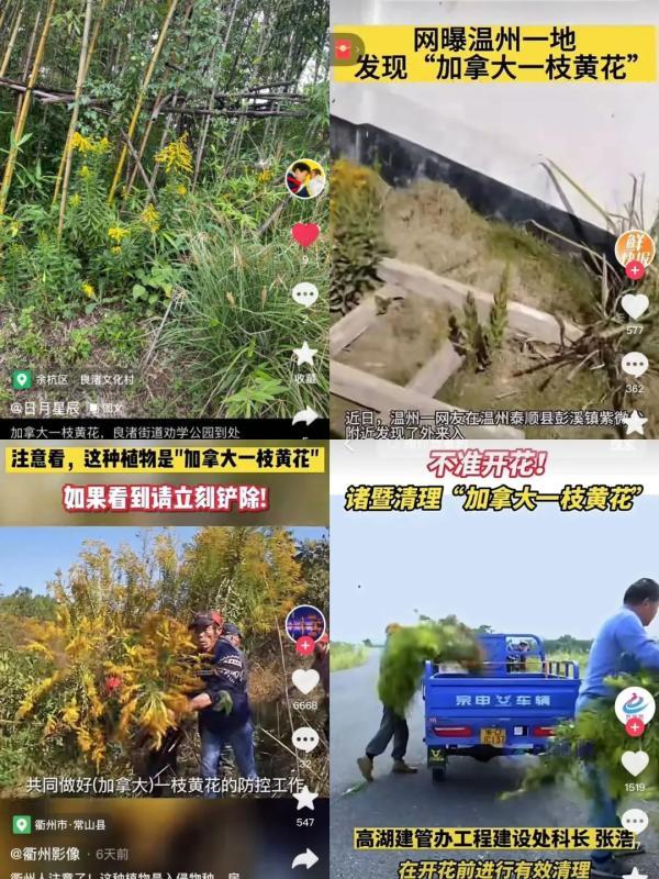 “加拿大一枝黄花”在浙江遇上对手了!