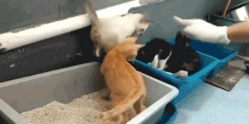 为教育小猫不乱撕纸，主人一边撕一边扇自己…猫都看傻眼了：对自己挺狠啊